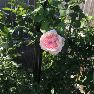 Meet your Posher, Valerie